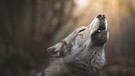 Nahaufnahme eines heulenden Wolfes. | Bild: stock.adobe.com/Julia