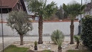 Olive, Hanfpalmen und Yuccas zieren den Eingangsbereich zum Exotengarten | Bild: Julia Schade
