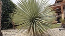 Yucca rostrata, Blaue Palmlilie | Bild: Julia Schade