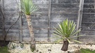 Yucca rostrata, Blaue Palmlilie (links) und Yucca faxoniana, Faxon-Palmlilie (rechts)  | Bild: Julia Schade
