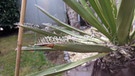 Blatt von Yucca faxoniana, Faxon-Palmlilie | Bild: Julia Schade