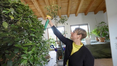 Kübelpflanzen auswintern mit Marina Wüst und Sylvia Giese (Frickenhausen am Main, Lkr. Würzburg)
| Bild: BR / Tino Müller