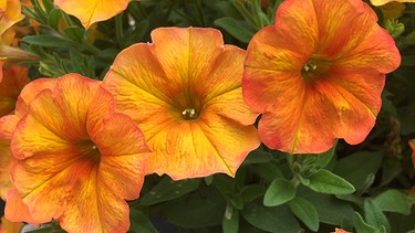 „BeautiCal“-Petunie 'Sunset Orange', eine Kreuzung aus Petunie und Zauberglöckchen (Calibrachoa) mit orangenen Blüten ist die Bayerische Balkonpflanze des Jahres 2023. | Bild: Sakata