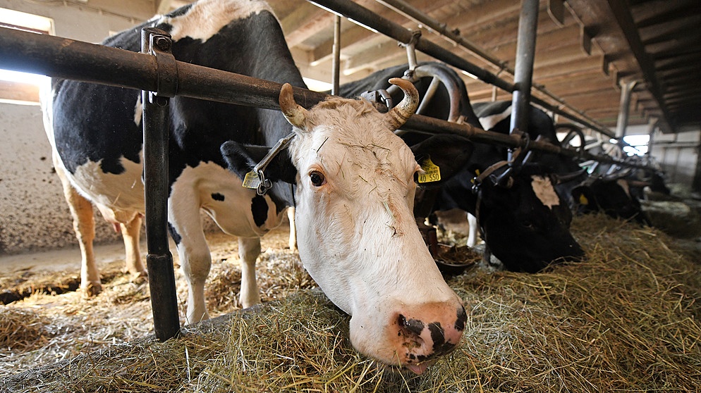 Kühe stehen angeleint in einem Stall. | Bild: picture-alliance/dpa | Patrick Seeger