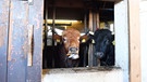 Kühe im Stall | Bild: picture alliance/dpa | Angelika Warmuth