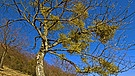 Misteln im Baum | Bild: picture alliance / blickwinkel/H. Bellmann/F. Hecke