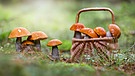 Symbolbild: Pilze sammeln | Bild: colourbox.com