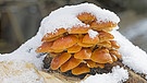 Auch im Winter sind ein paar essbare Pilze zu finden, wie der Samtfußrübling. | Bild: picture alliance / blickwinkel/F. Hecker