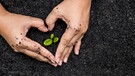 Erde, Hände, die ein Herz formen, Keimling | Bild: colourbox.com