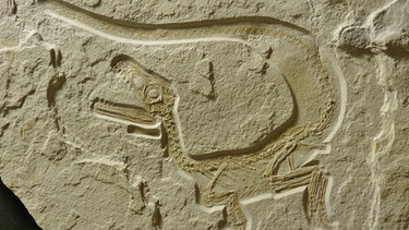 Fossiler Baby-Raubsaurier, den Raimund Albersdörfer in Painten ausgegraben hat | Bild: Raimund Albersdörfer
