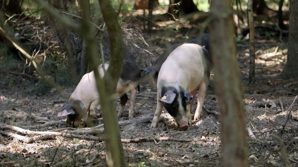 Schweine im Wald | Bild: BR