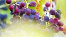 Reife Weintrauben an einem Rebstock | Bild: BR/Sylvia Bentele