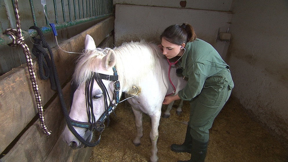 Tiermedizin-Studentin Anna bei der Untersuchung eines Ponys | Bild: BR/isarflimmern