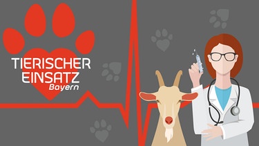 Tierischer Einsatz Bayern Sendereihe | Bild: BR/Angela Smets