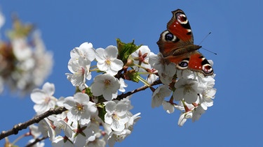 Schmetterling auf Kirschblüten | Bild: picture alliance/Bernd Wüstneck/dpa-Zentralbild/ZB