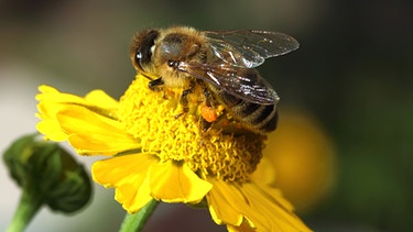 Biene auf einer Blüte | Bild: colourbox.com