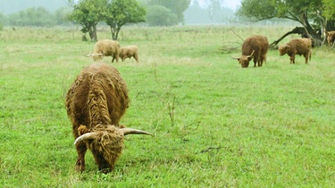 Schottische Hochlandrinder eignen sich für die Haltung auf den nassen Böden im Moor. | Bild: BR