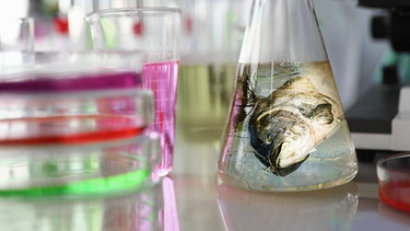 Laborsituation mit mehreren Glaskolben. In einem schwimmt ein toter Fisch. Symbolbild für das Umweltgift PFAS | Bild: colourbox.com/257659/Heiko Kueverling; Montage: BR