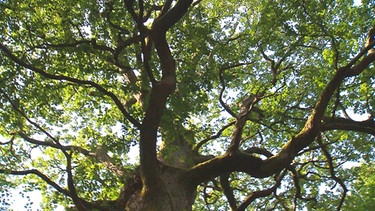 Baum im Steigerwald | Bild: BR