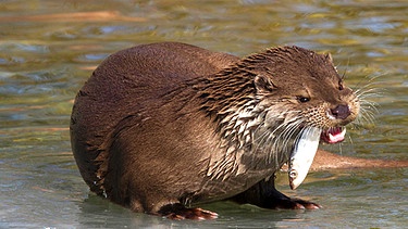 Die bayerische Staatsregierung hat zwar eine Otter-Entnahme-Verordnung erlassen, wonach 32 Tiere pro Jahr gejagt werden dürfen. Doch das reicht vielen Teichwirten nicht, um ihre Fischbestände zu sichern. | Bild: picture alliance / imageBROKER | Gerken & Ernst