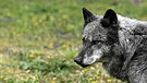 Probleme mit dem Wolf: Warum Tirol den Abschuss jetzt freigegeben hat | Bild: picture alliance / HANS KLAUS TECHT / APA