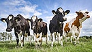 Holstein Friesian - Ultimative Milchkühe? | Bild: picture alliance / Countrypixel | FRP