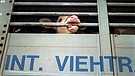 Symbolbild: Ein Tiertransporter mit Rindern mit der Aufschrift: "Int. Viehtransport" | Bild: picture-alliance/dpa