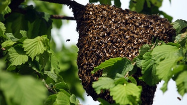 Symbolbild: Ein Nest wilder Bienen | Bild: picture alliance / ZB | Jens Büttner