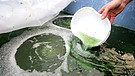 Algen stecken voller Vitamine, Ballaststoffe und ungesättigter Fettsäuren. Landwirt Ulrich Averberg aus dem Münsterland hat deshalb eine Algenproduktion aufgebaut. | Bild: picture alliance / ZUMAPRESS.com | Belal Salem