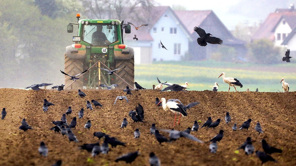 Ein Landwirt bearbeitet sein Feld, während zahlreiche Störche, Tauben und Krähen auf dem Feld nach Nahrung suchen. | Bild: picture alliance/dpa | Thomas Warnack