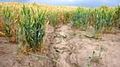 Symbolbild: Rinnenerosion auf einem Weizenfeld. Starkregenereignisse nehmen zu, auch Überschwemmungen auf Feldern.  | Bild: picture alliance / blickwinkel/M. Henning