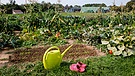 Symbolbild: Gemüseanbau auf gemieteter Parzelle eines Ackers | Bild: picture-alliance/dpa | Rupert Oberhäuser