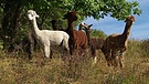 Alpakas auf der Weide | Bild: BR
