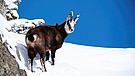 Gams im Schnee | Bild: picture-alliance/dpa