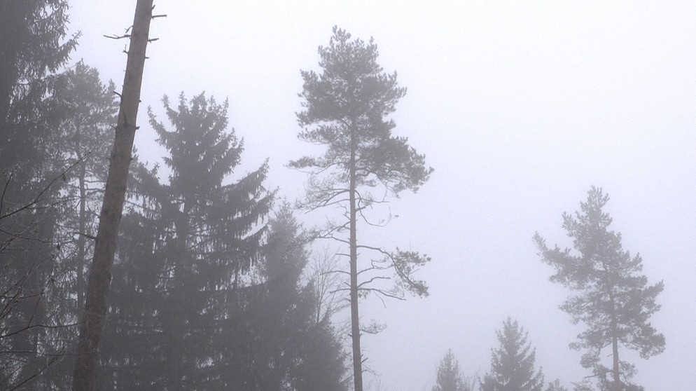 Wald in Bayern | Bild: BR
