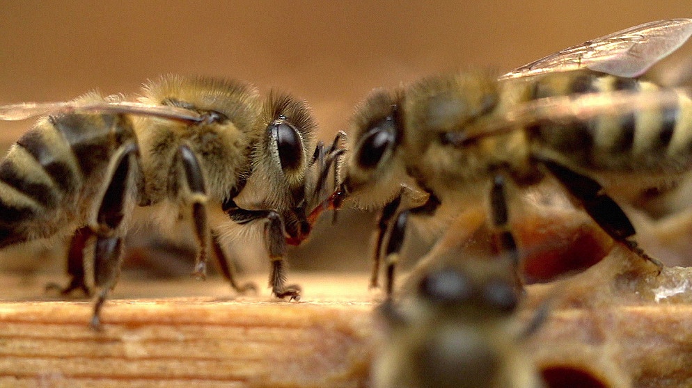 Zwei Bienen | Bild: BR