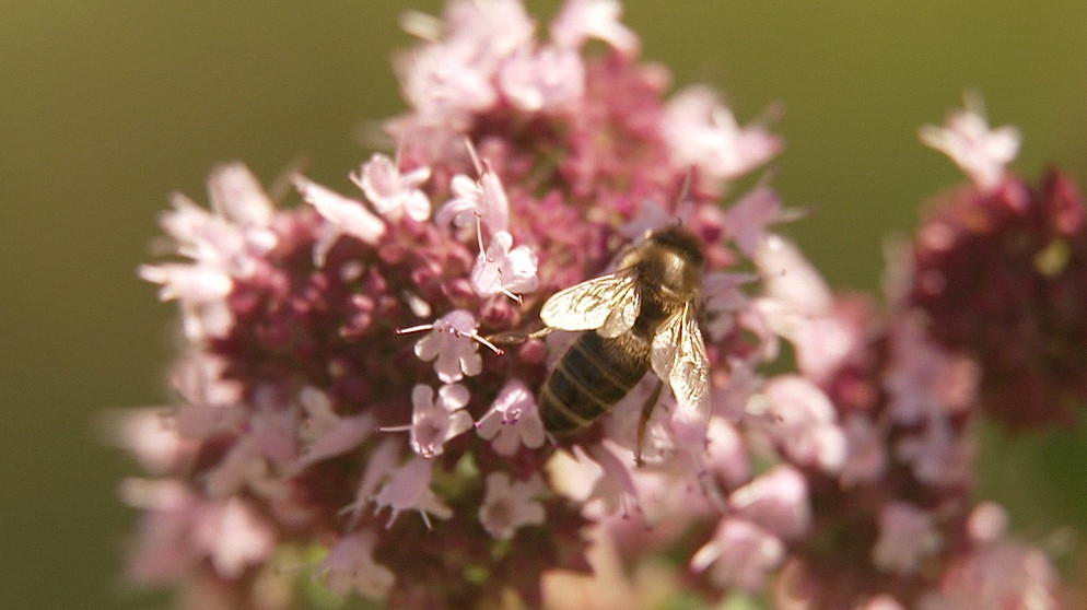 Biene auf Blume | Bild: BR