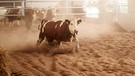 Kuh im neuen Kuhstall | Bild: BR