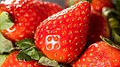 Bio-Erdbeeren | Bild: picture-alliance/dpa