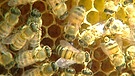 Bienen im Bienenstock | Bild: BR