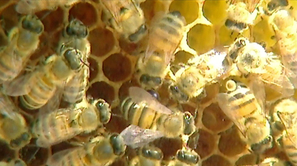 Bienen im Bienenstock | Bild: BR