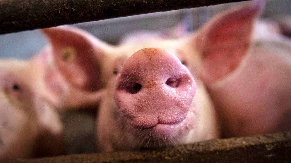 Symbolbild: Schwein vor der CO2-Betäubung | Bild: Sina Schuldt/dpa-Bildfunk