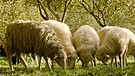 Schafe grasen unter Haselsträuchern | Bild: BR