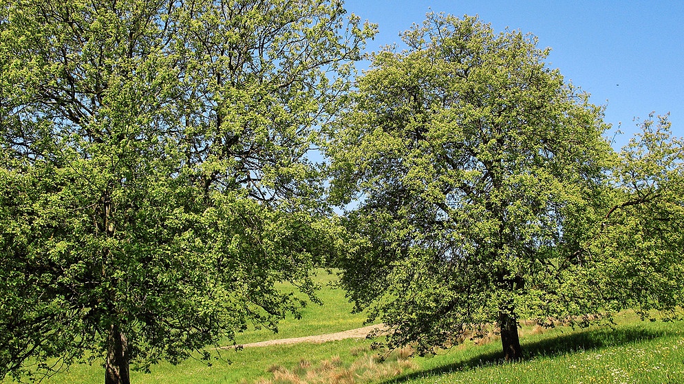 Elsbeerbäume am Elsbeerwanderweg bei Michelbach, Niederösterreich | Bild: picture-alliance/dpa