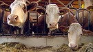 Kühe im Kuhstall | Bild: BR