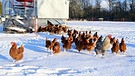 Symbolbild: Freilandhühner benötigen Schutz vor dem Habicht | Bild: picture alliance/dpa/dpa-Zentralbild | Soeren Stache