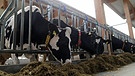 Das Projekt Green Dairy, frei übersetzt Grüne Molkerei, wird vom Land Hessen gefördert und läuft vier Jahre lang. Es geht um nachhaltige Milchviehwirtschaft und die Auswirkungen auf das Klima. | Bild: BR
