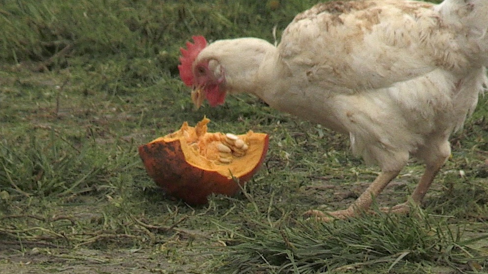 Huhn mit einem Stück Kürbis | Bild: BR