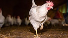 Huhn im Stall | Bild: picture alliance / Countrypixel | FRP