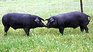 Iberico-Schweine auf einer Weide (Symbolbild) | Bild: picture alliance / WILDLIFE | WILDLIFE/R.Usher
